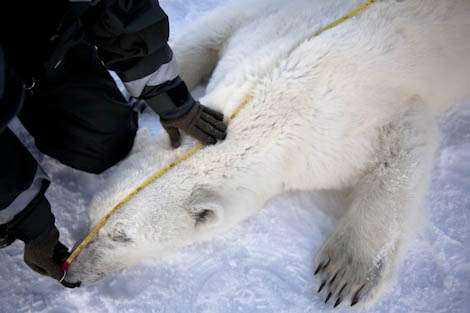 Measuring an adult bear on the ice